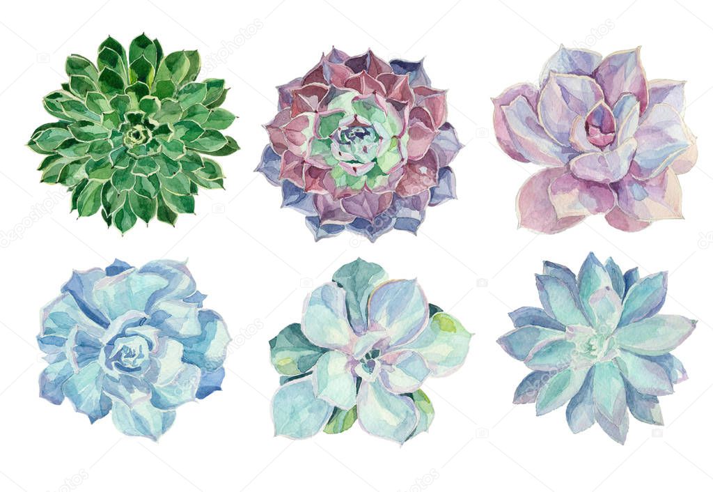 Watercolor succulents set