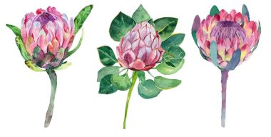 Suluboya proteus kümesi