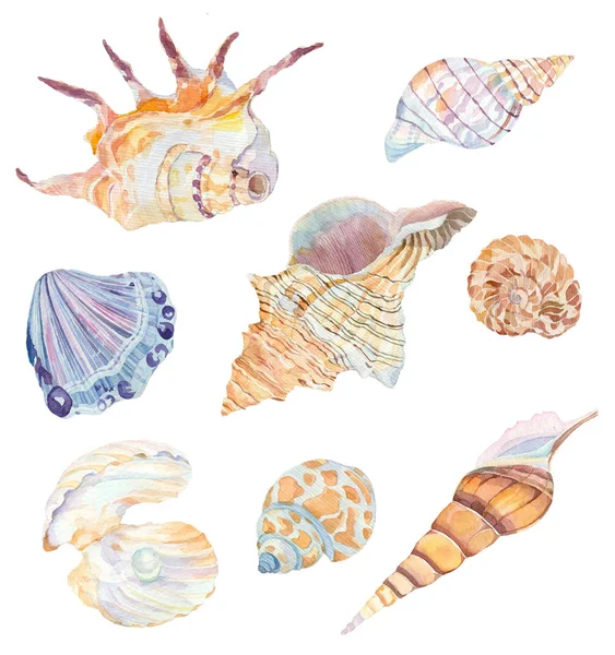 Ensemble de coquilles aquarelles — Image vectorielle