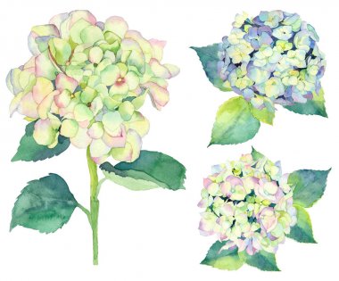 Suluboya ortanca ve beyaz bir arka plan yapraklarda kümesi. Düğün ve tebrik kartı için kullanılan, kumaş baskı kompozisyon.