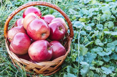 Olgun kırmızı elmalar yeşil çimlerin üzerinde sepetin içinde doğanın arka planında. Vitaminler ve sağlıklı bir diyet. Vejetaryen konsepti.