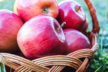 Taze olgun kırmızı elmalar hasır bir sepette yatıyor. Vitaminler ve sağlıklı bir diyet. Vejetaryen konsepti.