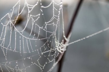 örümcek ağı ile su damlaları.