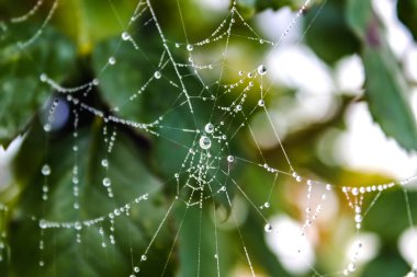 Yeşil yaprakların üzerinde su damlaları olan örümcek ağı.