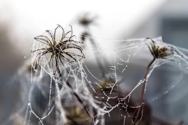 用水滴在草地上的蜘蛛网. — 图库照片