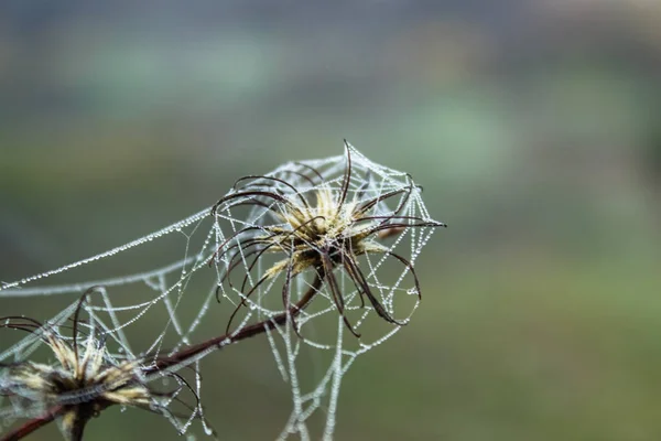 用水滴在草地上的蜘蛛网. — 图库照片