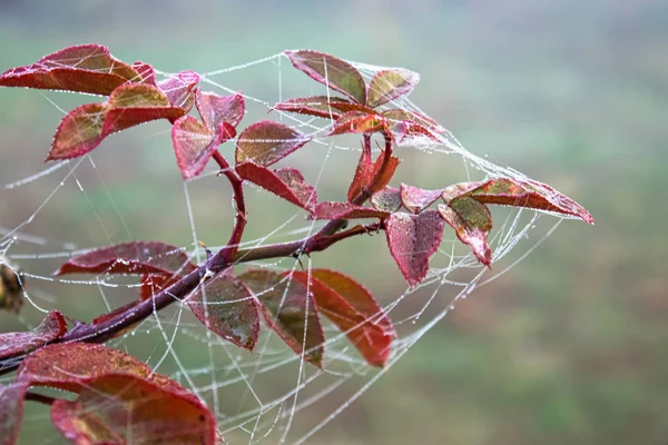 在绿草背景下的玫瑰绿叶上的蜘蛛网. — 图库照片