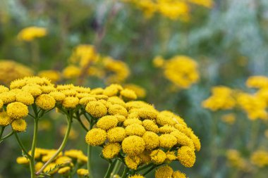 Tansy, sıradan tansi, acı düğmeler, acı inek, pelin otu ya da yeşil çimenli altın düğmeler. İlaç bitkileri.