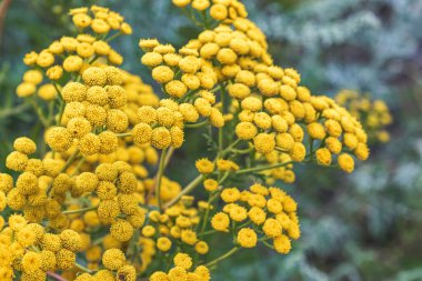 Tansy, sıradan tansi, acı düğmeler, acı inek, pelin otu ya da yeşil çimenli altın düğmeler. İlaç bitkileri.