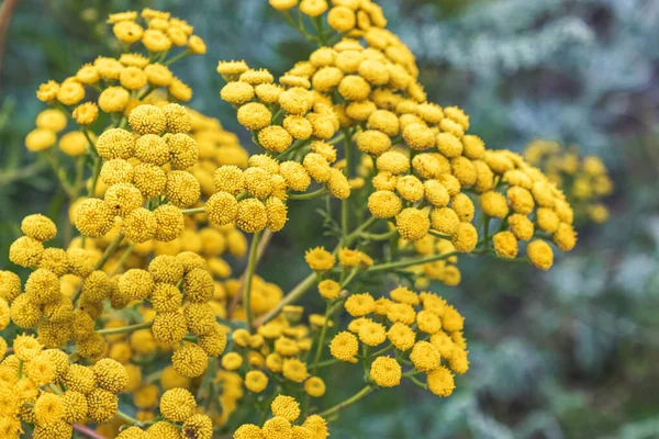 Tansy, sıradan tansi, acı düğmeler, acı inek, pelin otu ya da yeşil çimenli altın düğmeler. İlaç bitkileri.
