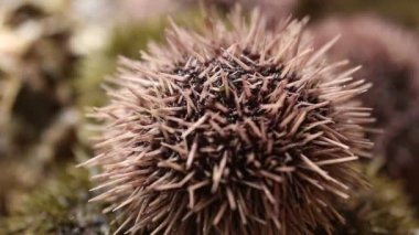 Deniz kestanesi iğne karıştırır, zaman ayarlar, yakın plan, makro görüntü. Deniz ürünleri.
