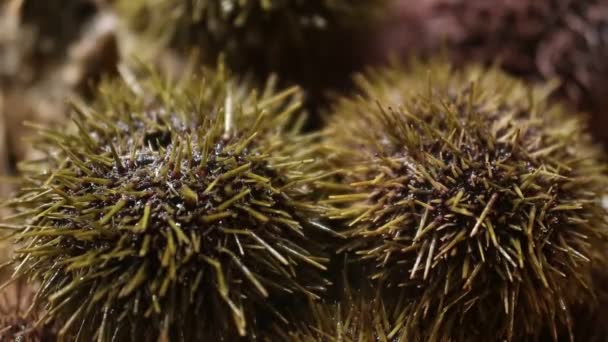 Sea Urchin Stirs Needles Timelapse Close Macro View Seafood — Stock Video