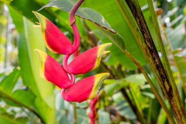 Parlak Heliconia Rostrata ya da Istakoz Pençesi çiçeği yeşil yapraklarla çevrili Hawaii, Honolulu 'da asılı.
