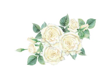 Beyaz gül seti suluboya