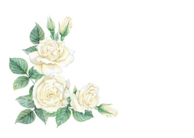 Beyaz gül seti suluboya