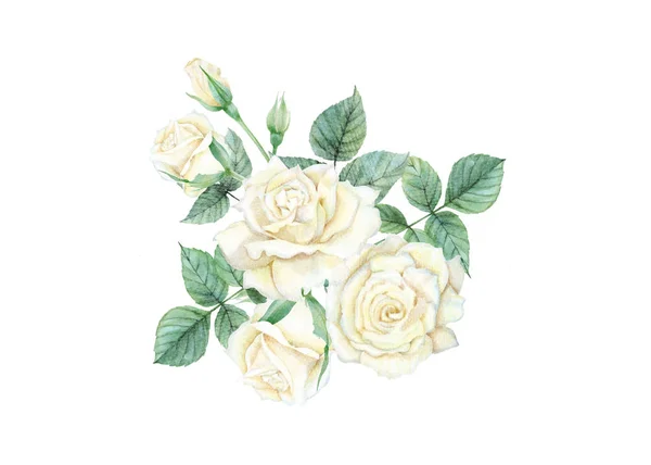 Aquarela de rosa branca set — Fotografia de Stock