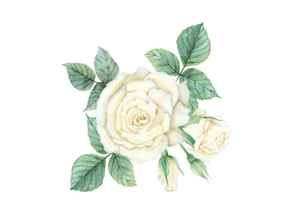 白バラの水彩 — ストック写真