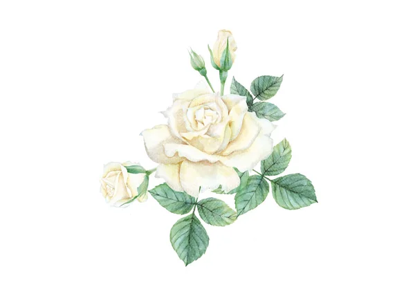 Akwarela biała róża zestaw — Zdjęcie stockowe
