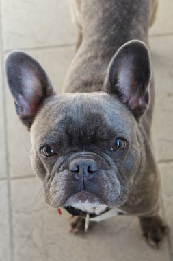 Kameraya bakarak güzel Fransız buldozer