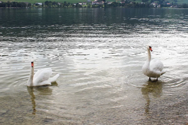 호수에 백조입니다 스위스 알프스에서 Joux — 스톡 사진