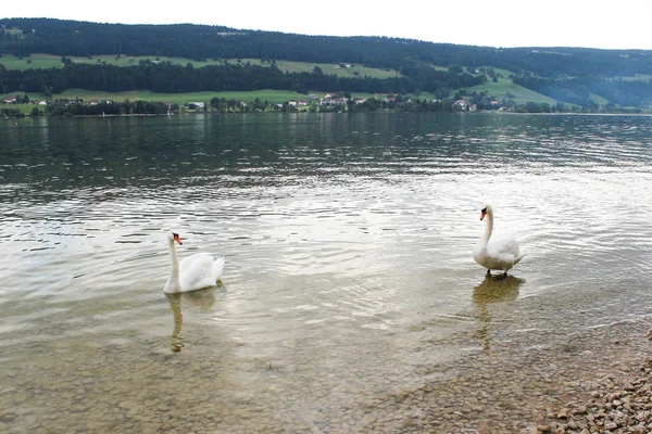 Κύκνους Στη Λίμνη Lac Joux Ελβετικές Άλπεις — Φωτογραφία Αρχείου