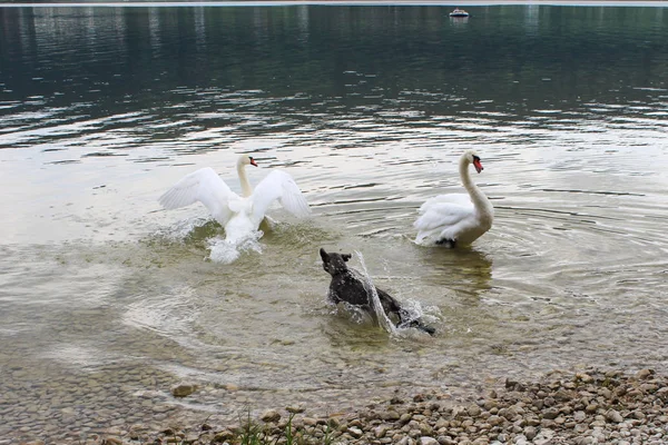 Cão assustou os cisnes no lago — Fotografia de Stock