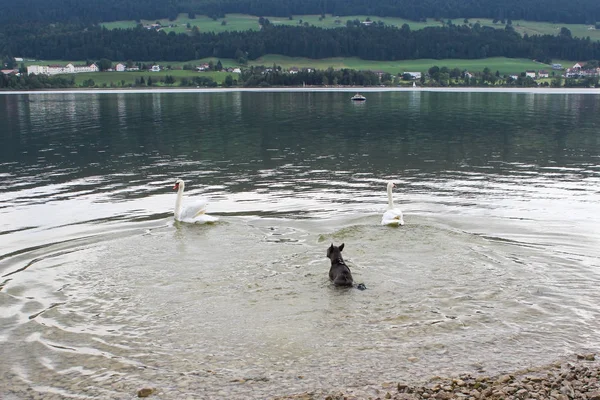 dog frightened the swans on the lake