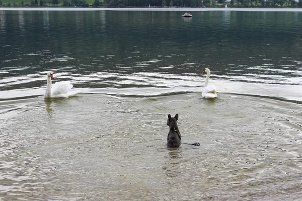 Cão Assustou Cisnes Lago — Fotografia de Stock