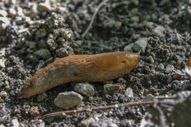 Eski parkta Slug.