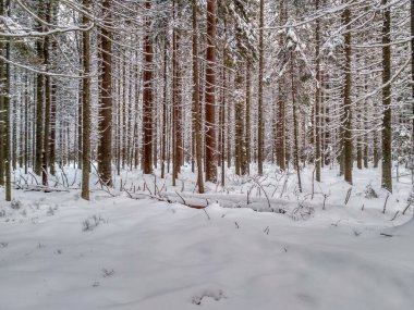 Ağaçlarda kar olan kış ormanı