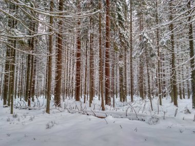 Ağaçlarda kar olan kış ormanı