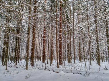 Ağaçlarda kar olan kış ormanı