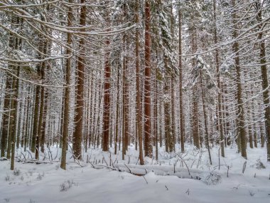 Ağaçlarda kar olan kış ormanı
