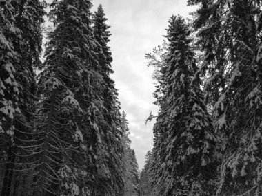 Ağaçlarda kar olan kış ormanı