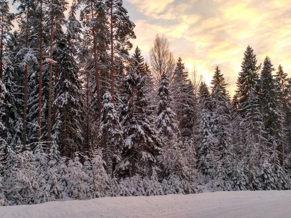 Floresta de inverno com neve em árvores — Fotografia de Stock