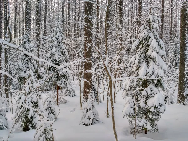 Floresta de inverno com neve em árvores — Fotografia de Stock