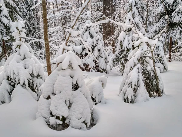 木々の上に雪が積もる冬の森 — ストック写真
