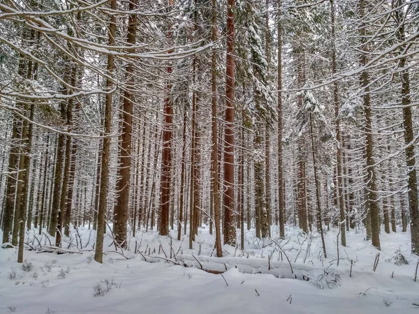 Ağaçlarda kar olan kış ormanı — Stok fotoğraf