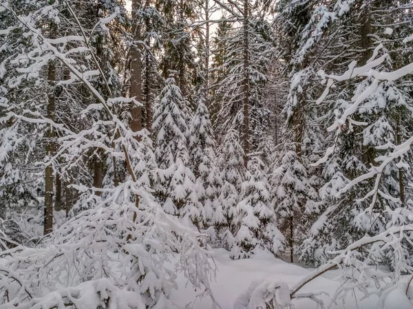 Ağaçlarda kar olan kış ormanı — Stok fotoğraf