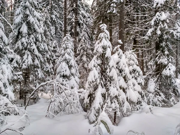 Floresta de inverno com neve em árvores — Fotografia de Stock