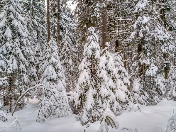 Floresta de inverno com neve em árvores — Fotografia de Stock