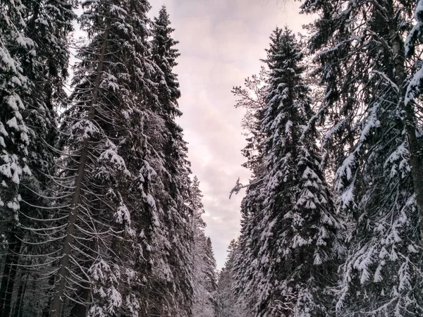 Зимний лес со снегом на деревьях — стоковое фото