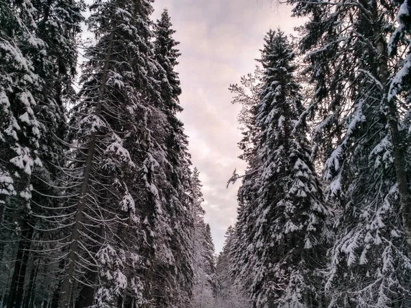 Ağaçlarda kar olan kış ormanı — Stok fotoğraf