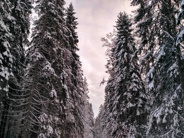 Winterbos met sneeuw op bomen Rechtenvrije Stockafbeeldingen