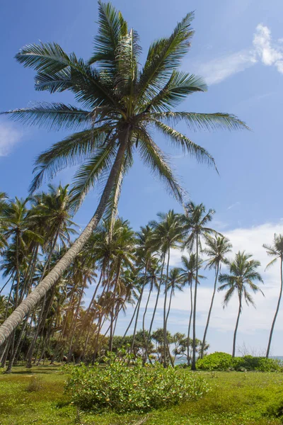 Vista de palmeras contra el cielo — Foto de Stock