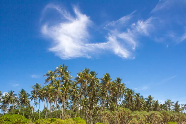 Nézd pálmafák elleni ég — Stock Fotó