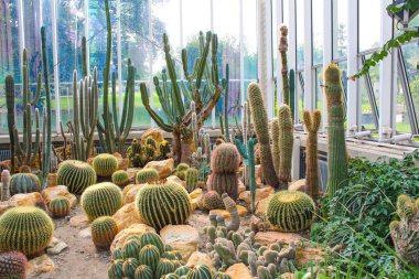 Conse koruması için bir cam sera çeşitli kaktüs