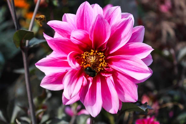 En ganska rosa och gula dahlia med ett bi som kryper på den. Botan — Stockfoto