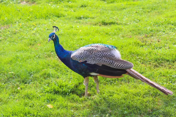 Many blue peacocks are foraging on the grass — Stock Photo, Image