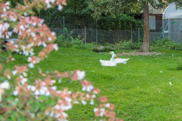 Par de gansos brancos na grama — Fotografia de Stock